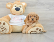 7 week old Cavapoo Puppy For Sale - Premier Pups