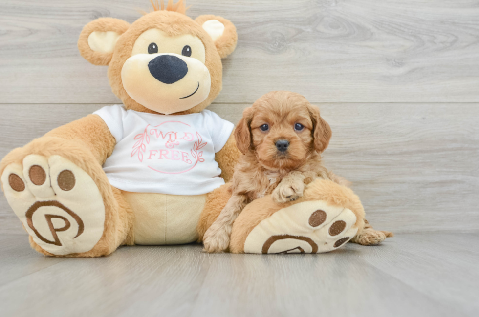 6 week old Cavapoo Puppy For Sale - Premier Pups