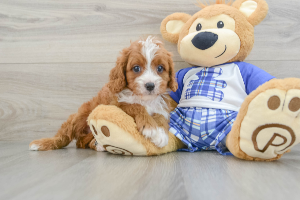 Cavapoo Pup Being Cute