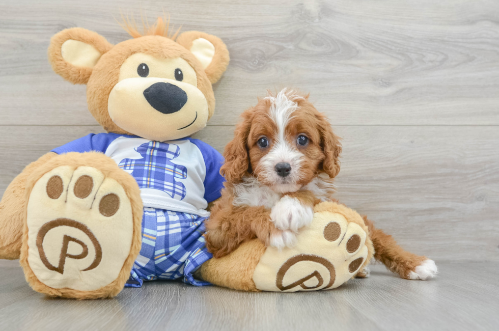 7 week old Cavapoo Puppy For Sale - Premier Pups