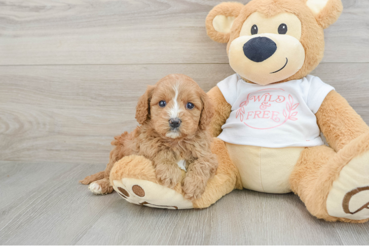 Cavapoo Puppy for Adoption