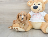 8 week old Cavapoo Puppy For Sale - Premier Pups