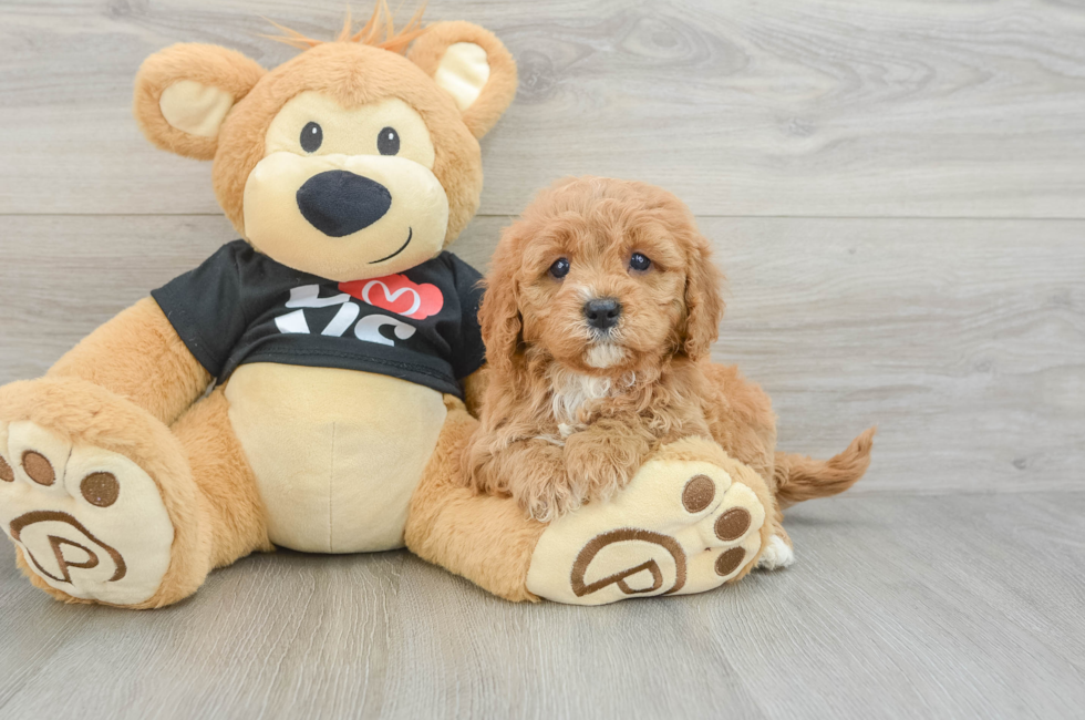 5 week old Cavapoo Puppy For Sale - Premier Pups