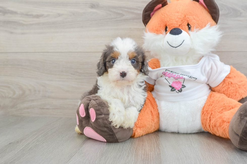 Small Cavapoo Baby