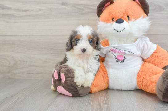 Small Cavapoo Baby