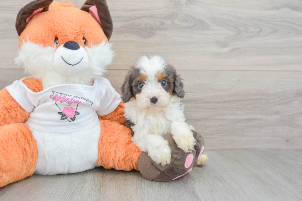 Hypoallergenic Cavadoodle Poodle Mix Puppy