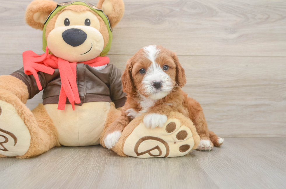 5 week old Cavapoo Puppy For Sale - Premier Pups