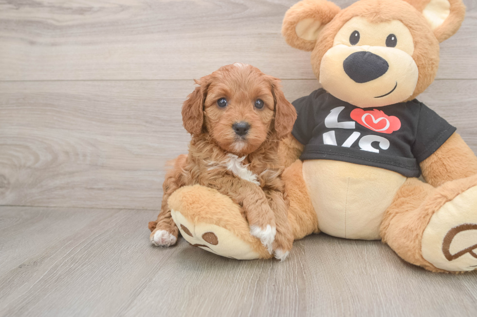 Best Cavapoo Baby