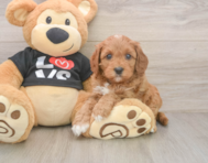 8 week old Cavapoo Puppy For Sale - Premier Pups