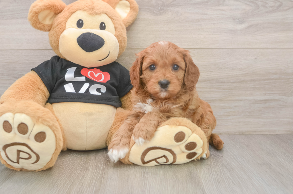 5 week old Cavapoo Puppy For Sale - Premier Pups