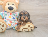 8 week old Cavapoo Puppy For Sale - Premier Pups