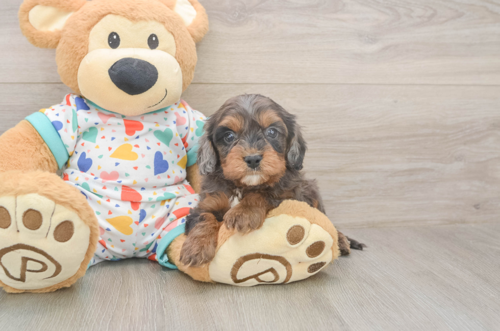 5 week old Cavapoo Puppy For Sale - Premier Pups