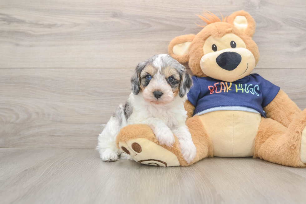 Smart Cavapoo Poodle Mix Pup