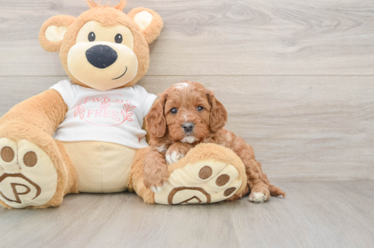 Funny Cavapoo Poodle Mix Pup