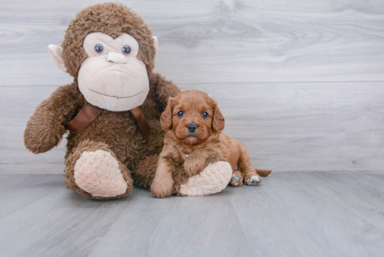 Cavapoo Puppy for Adoption