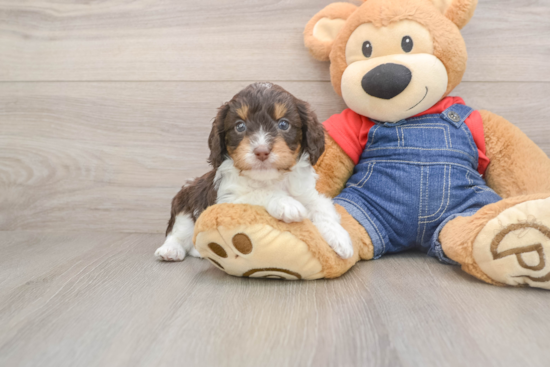 Popular Cavapoo Poodle Mix Pup