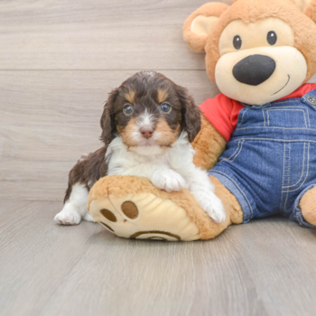 Popular Cavapoo Poodle Mix Pup