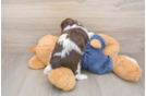 Adorable Cavalier King Charles Spaniel and Poodle Mix Poodle Mix Puppy