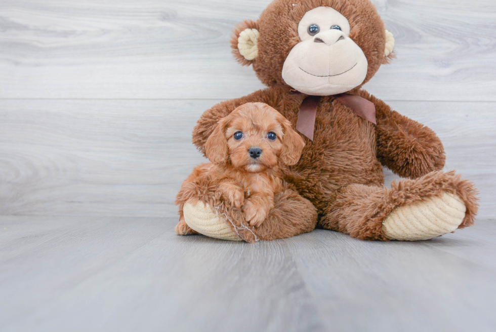 Playful Cavoodle Poodle Mix Puppy