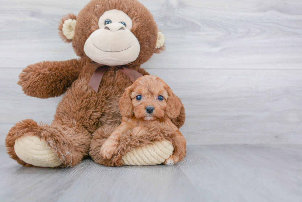 Cavapoo Pup Being Cute