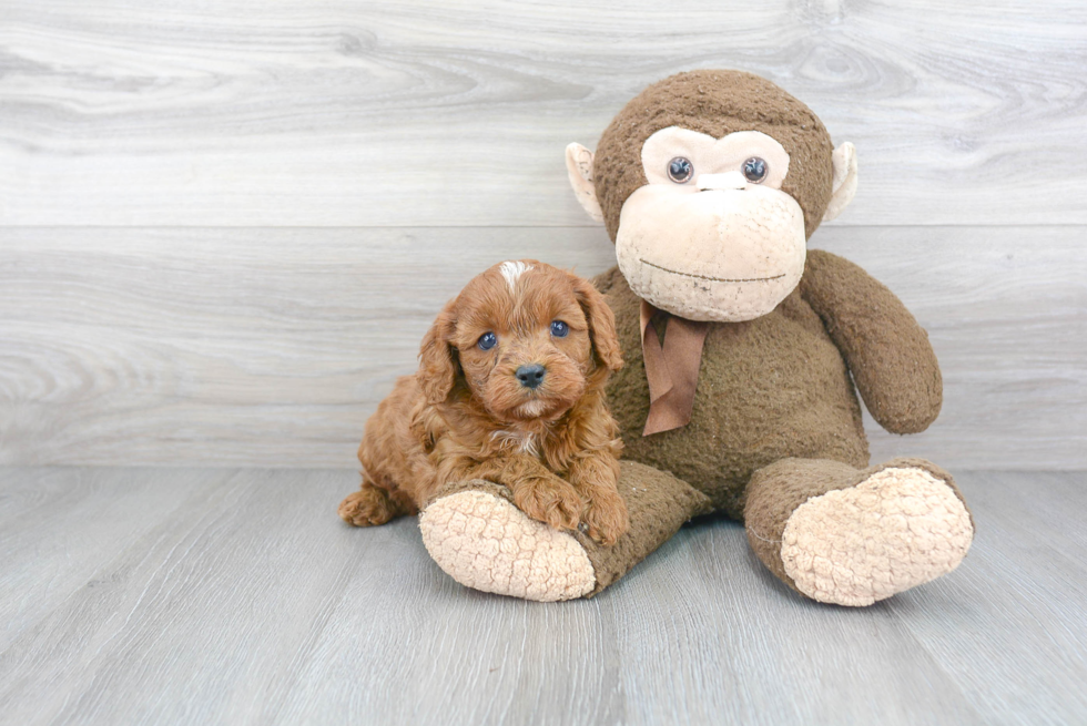 Cavapoo Puppy for Adoption