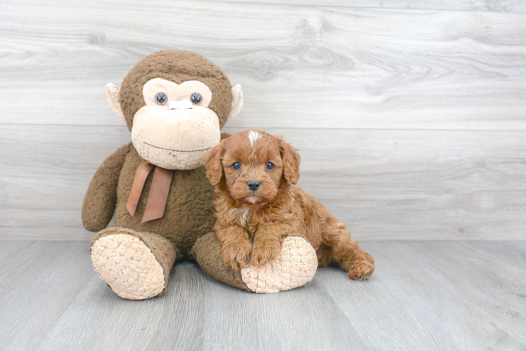 Best Cavapoo Baby