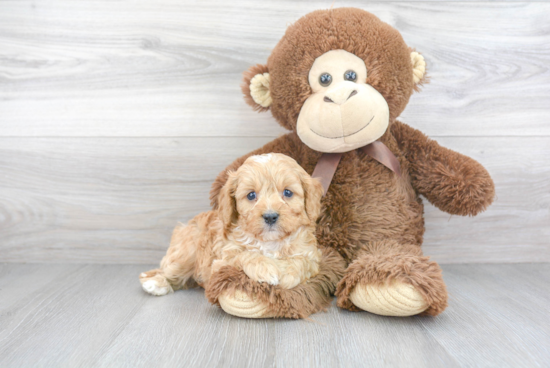 Cavapoo Pup Being Cute