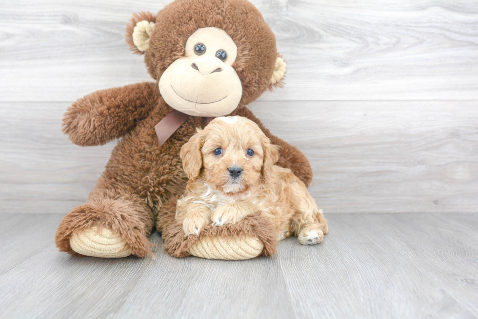 Cavapoo Puppy for Adoption