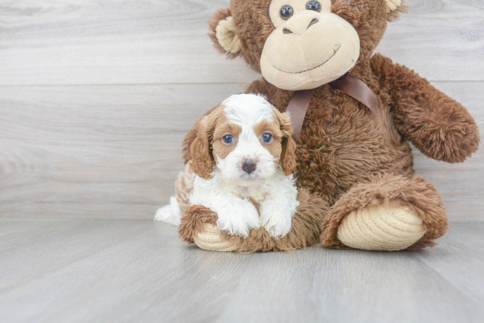 Sweet Cavapoo Baby