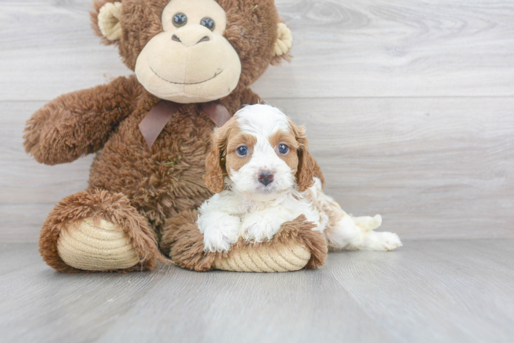 Playful Cavoodle Poodle Mix Puppy