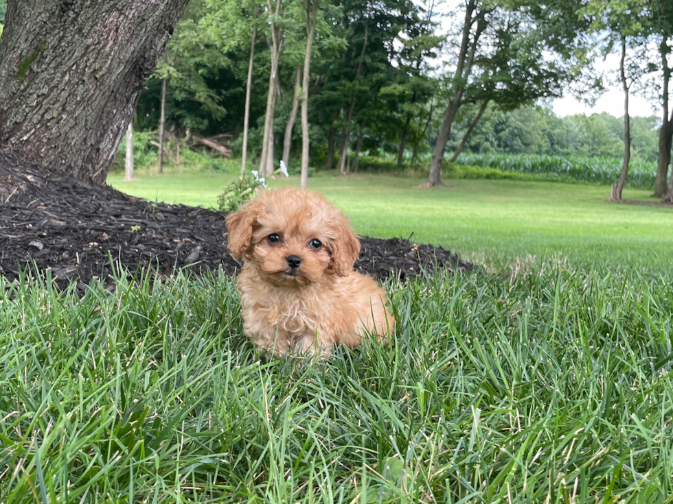 Friendly Cavapoo Baby