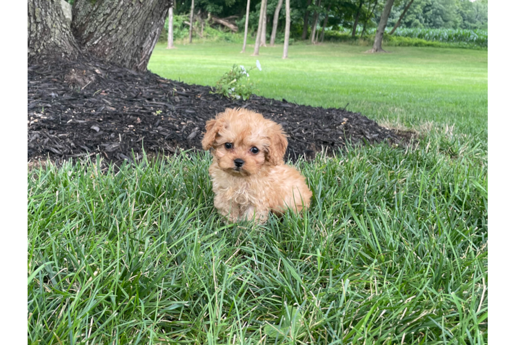 Best Cavapoo Baby