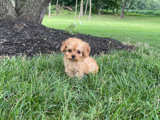 Best Cavapoo Baby