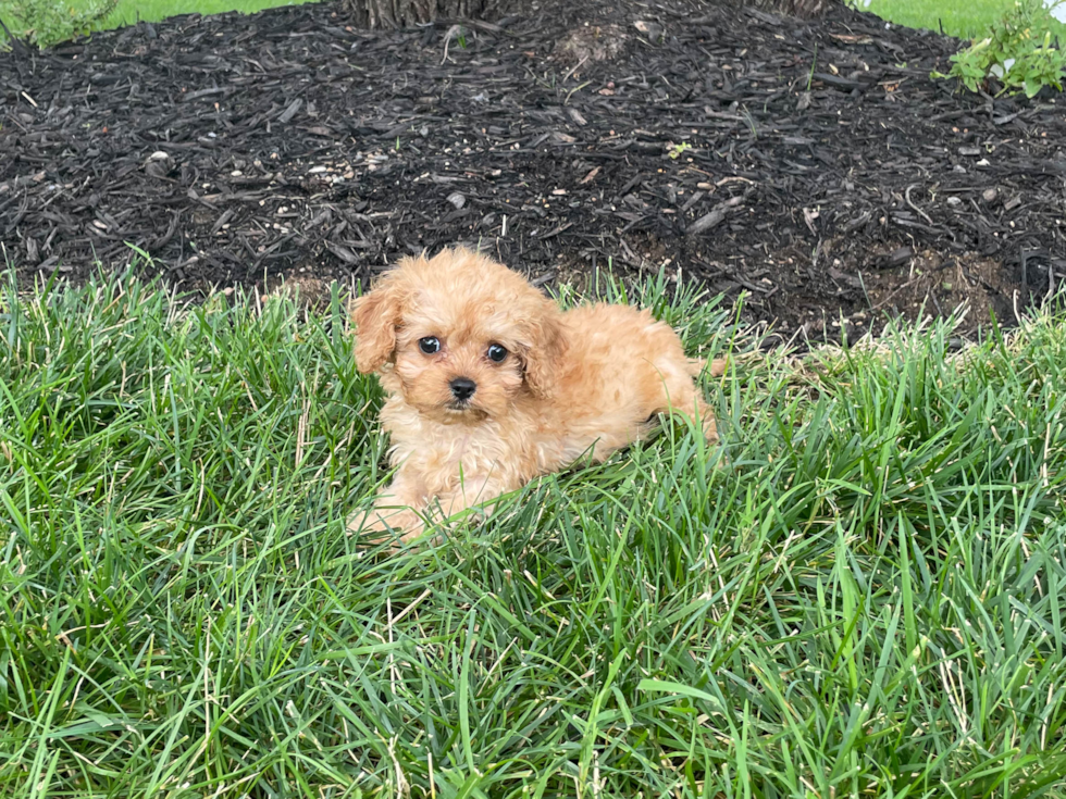 Best Cavapoo Baby