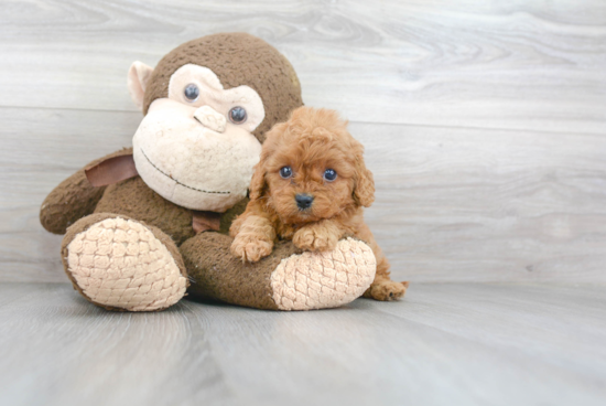 Sweet Cavapoo Baby