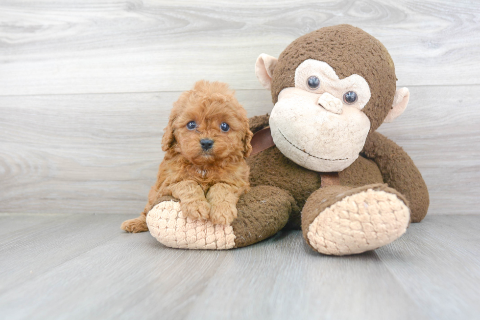 Popular Cavapoo Poodle Mix Pup