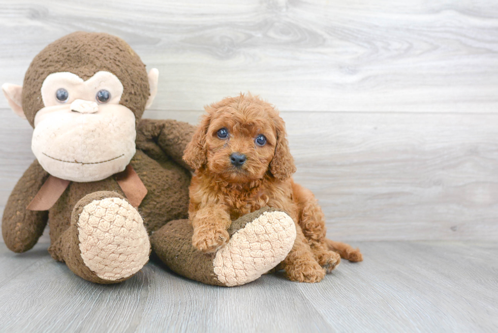 Cavapoo Pup Being Cute