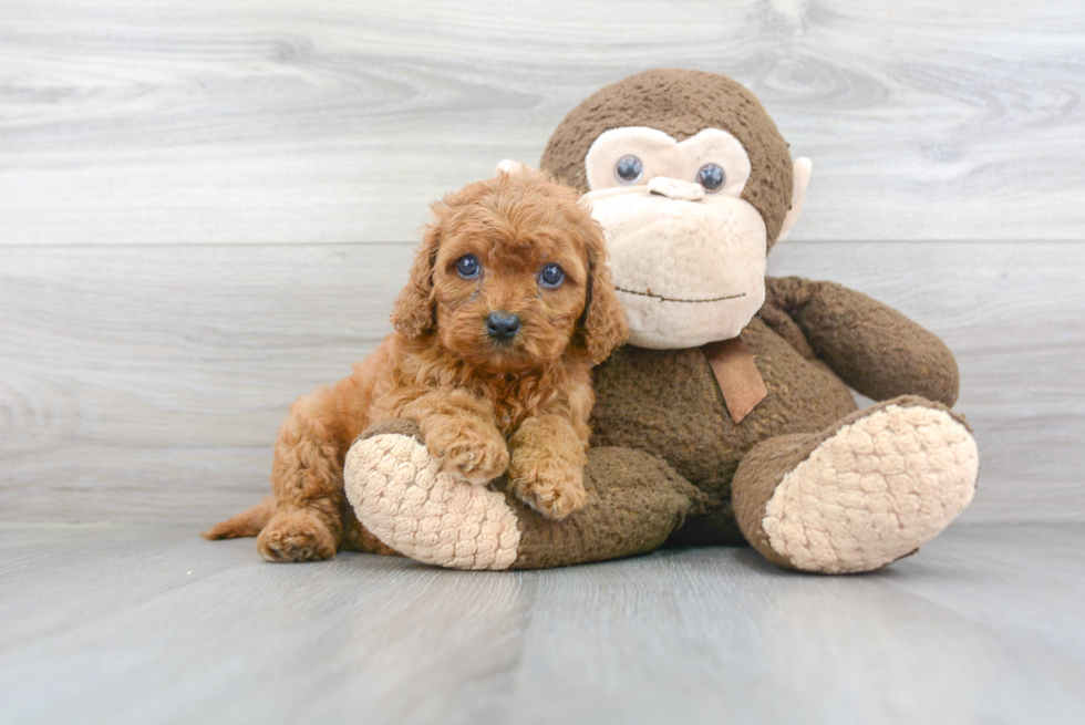 Hypoallergenic Cavoodle Poodle Mix Puppy