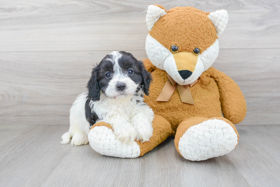 Happy Cavapoo Baby