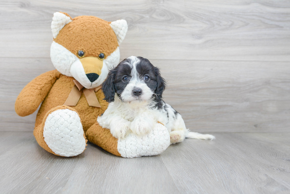 Best Cavapoo Baby