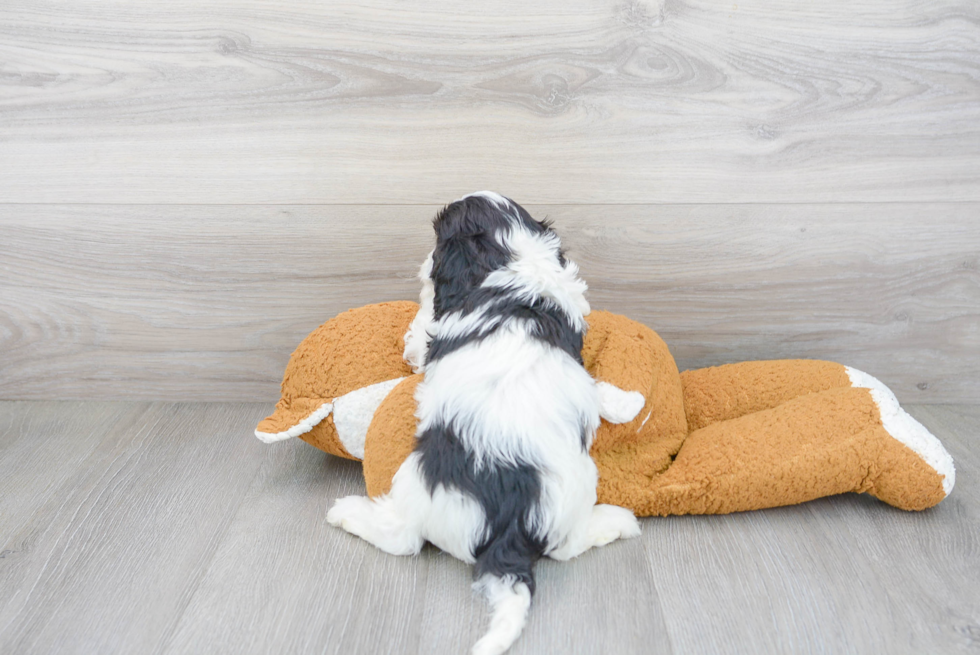 Popular Cavapoo Poodle Mix Pup