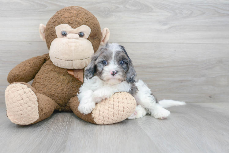 Cavapoo Pup Being Cute