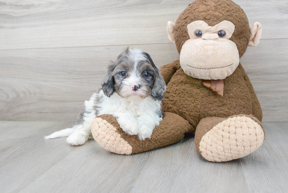 Adorable Cavoodle Poodle Mix Puppy