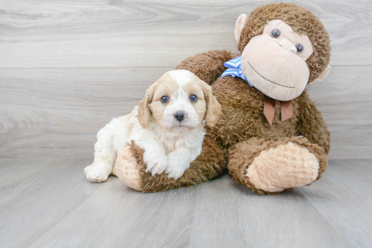 Cavapoo Pup Being Cute