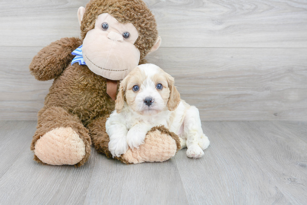 Hypoallergenic Cavoodle Poodle Mix Puppy