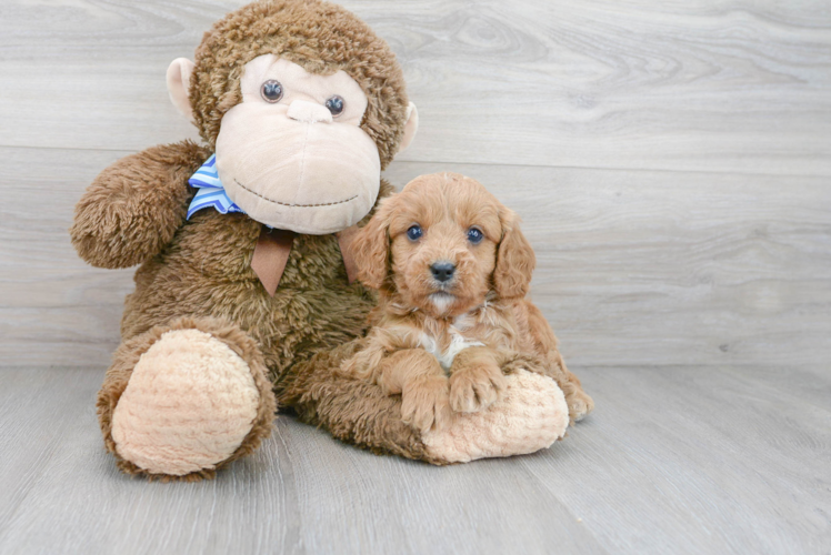 Happy Cavapoo Baby