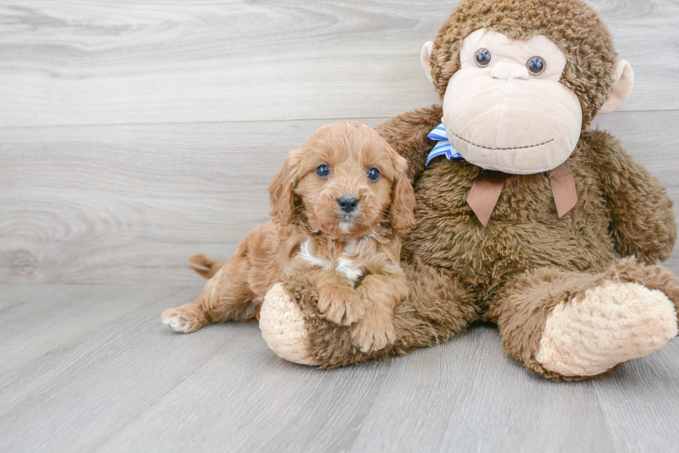 Cavapoo Pup Being Cute