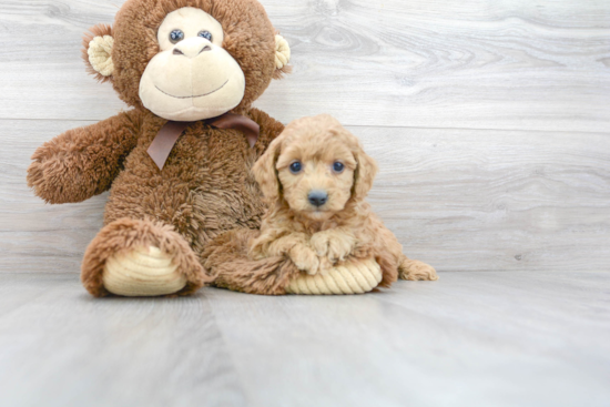 Sweet Cavapoo Baby