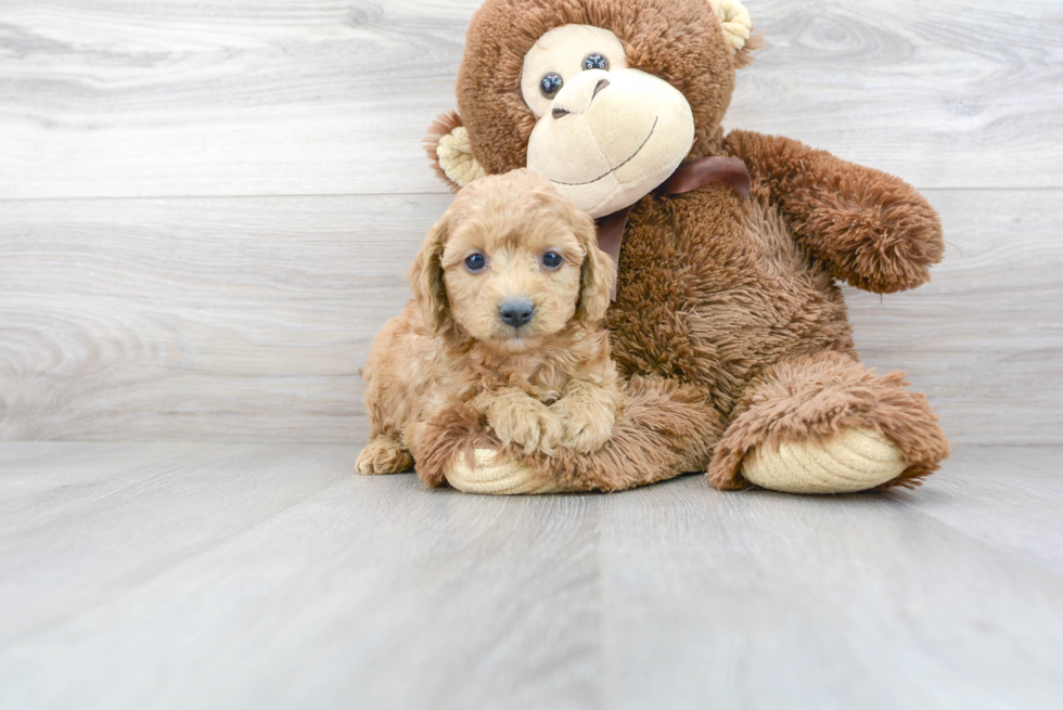 Happy Cavapoo Baby