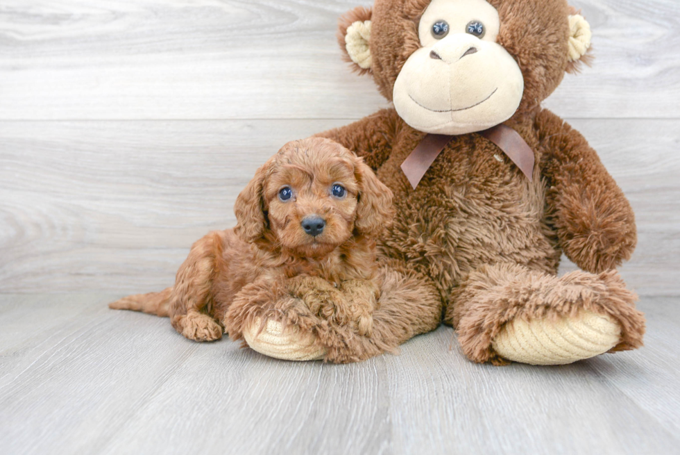 Popular Cavapoo Poodle Mix Pup